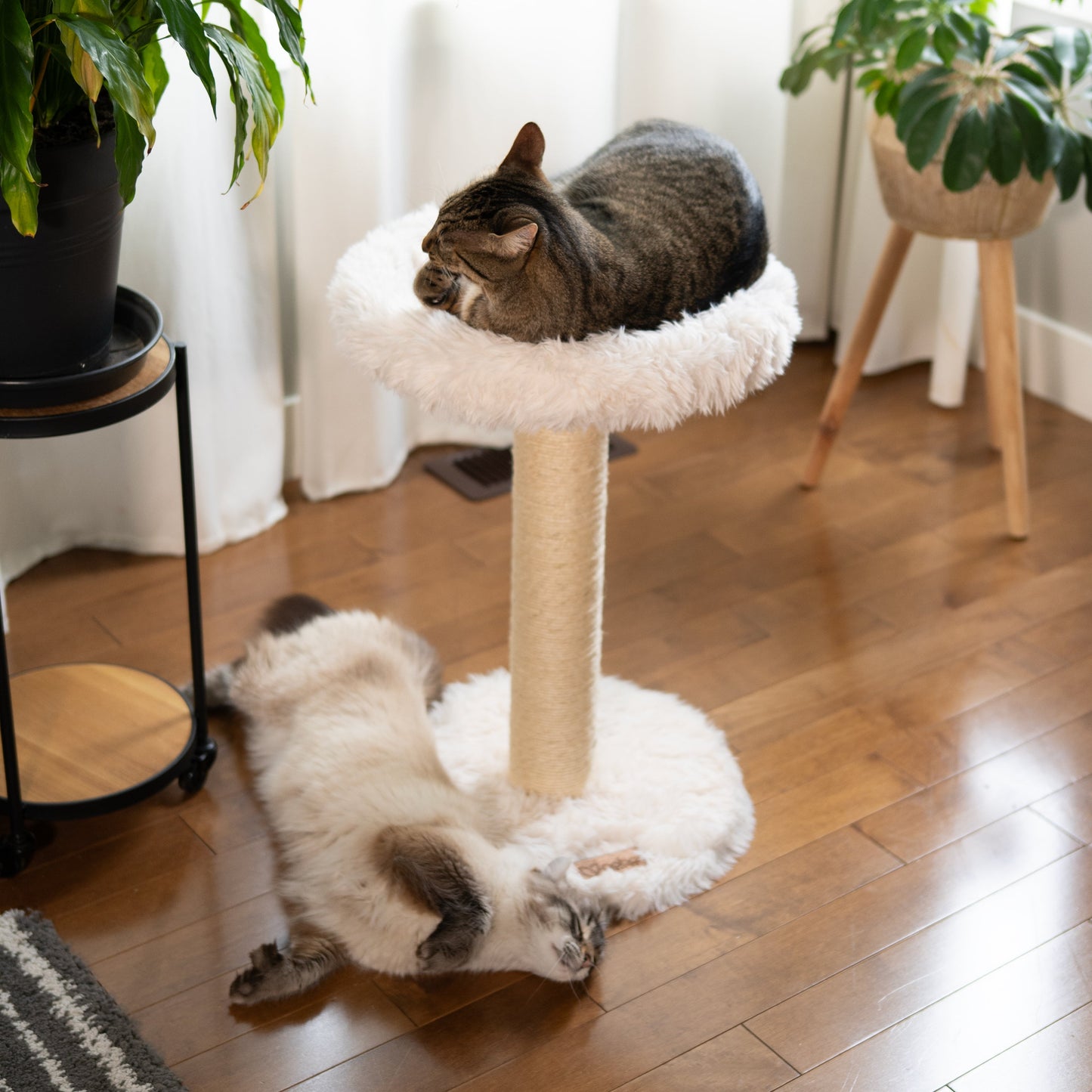 The Blush Perch – 1-Level Cat Tree
